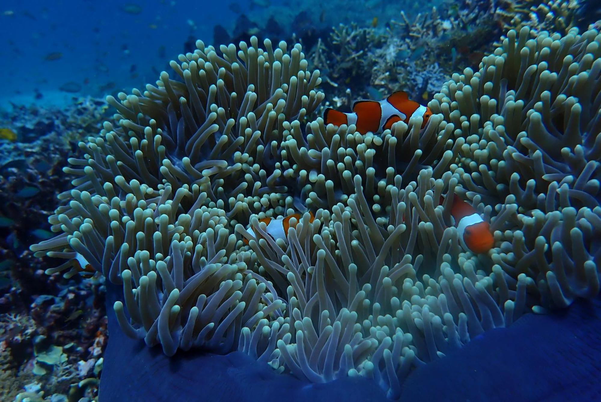 Wai Resort - Raja Ampat Pulau Birie Exteriér fotografie