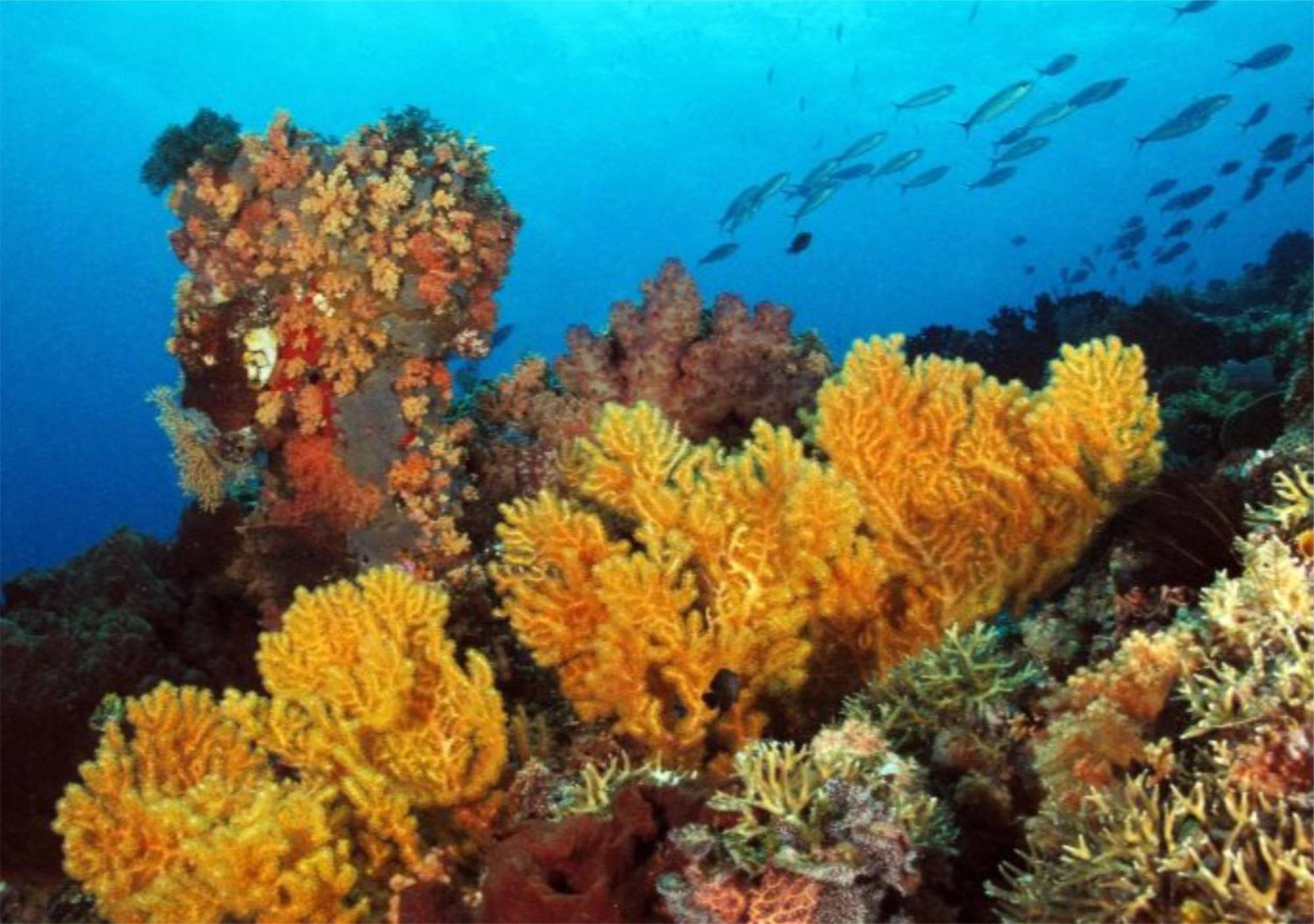 Wai Resort - Raja Ampat Pulau Birie Exteriér fotografie