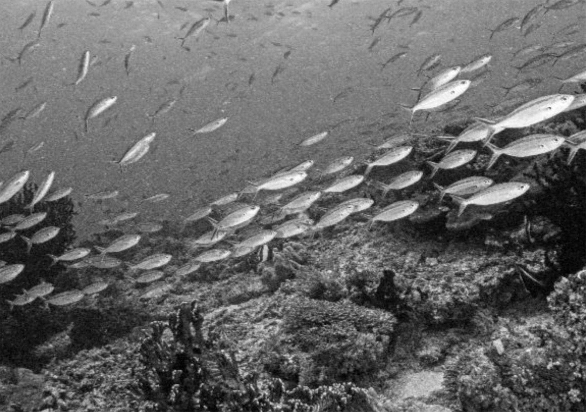 Wai Resort - Raja Ampat Pulau Birie Exteriér fotografie